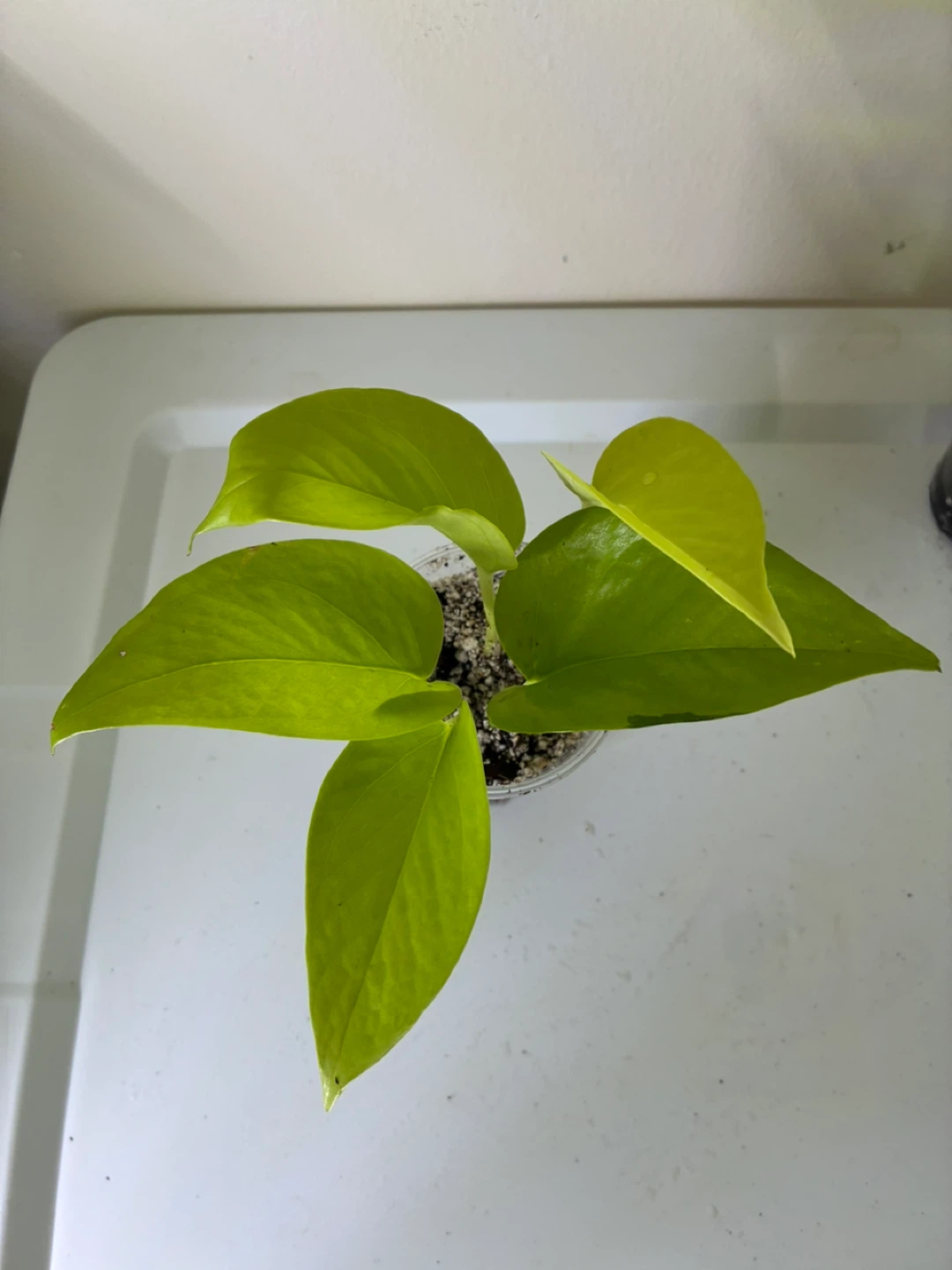 Neon Pothos Plant Cutting - photo 5
