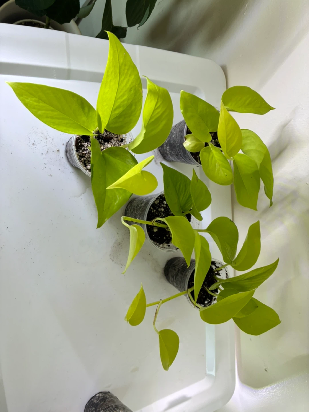 Neon Pothos Plant Cutting