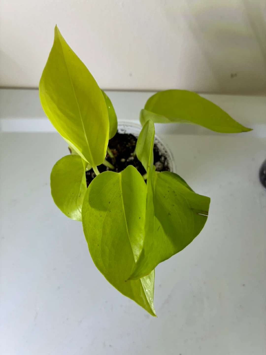 Neon Pothos Plant Cutting - photo 4