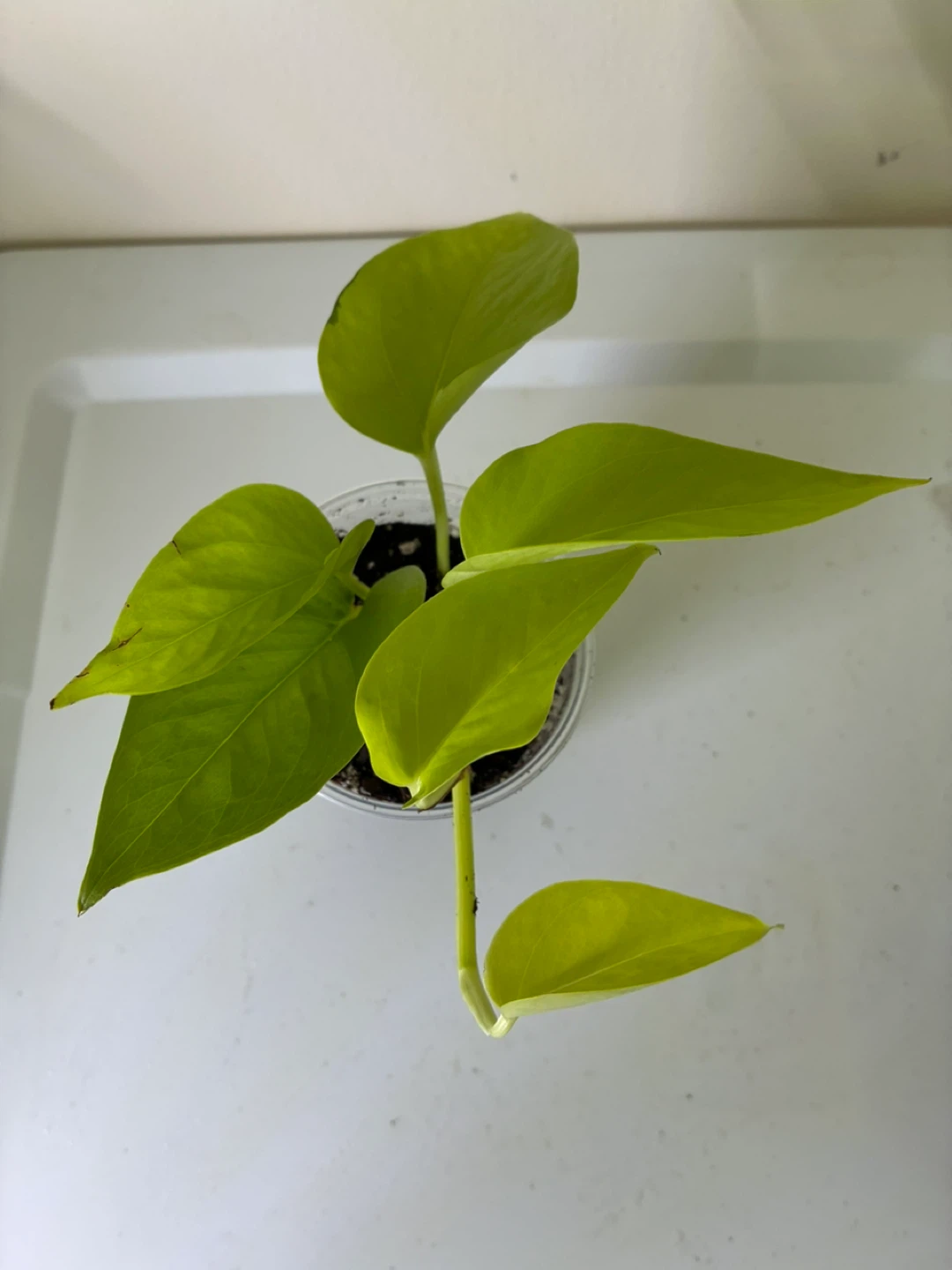 Neon Pothos Plant Cutting - photo 2