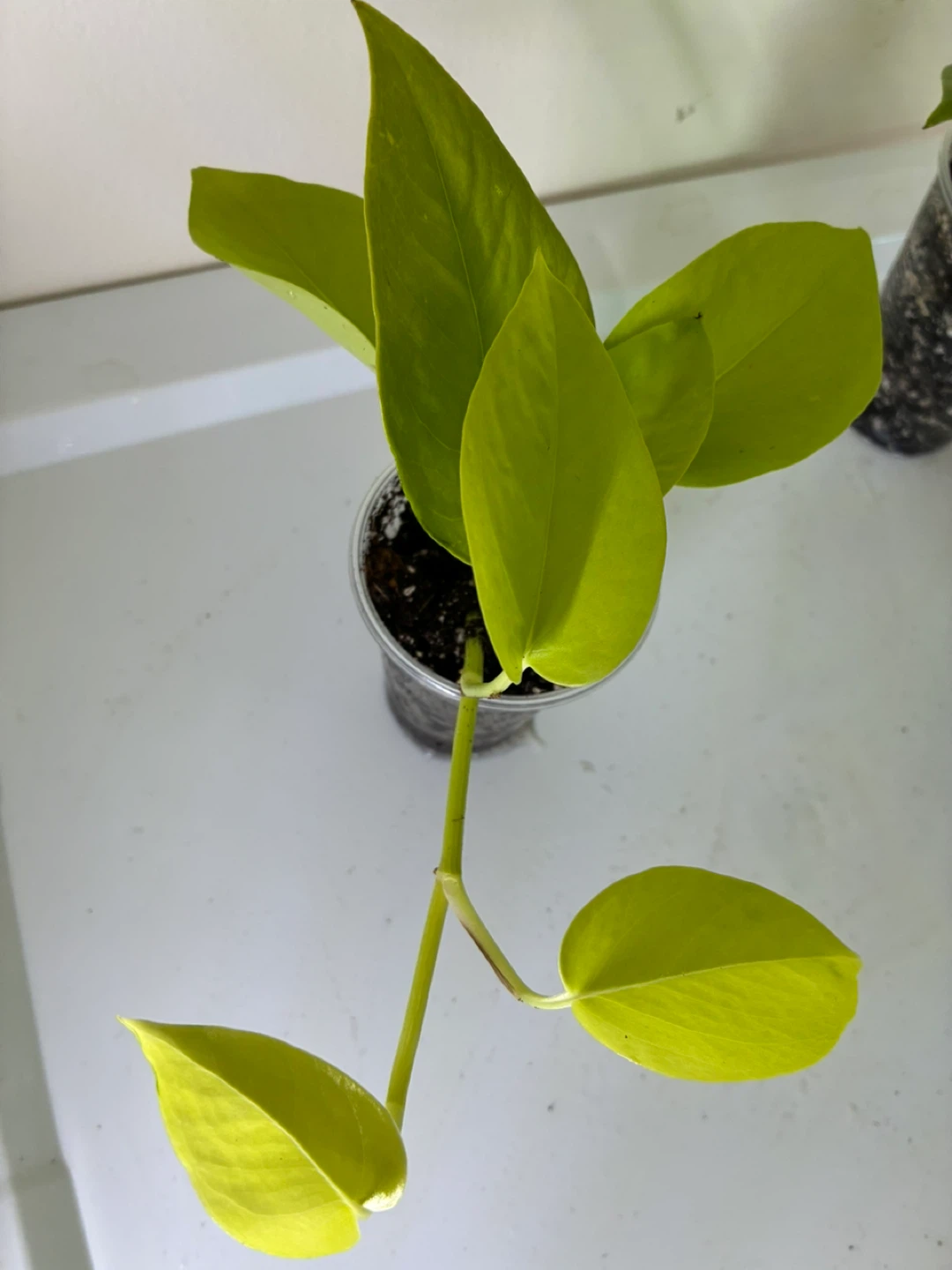 Neon Pothos Plant Cutting - photo 3