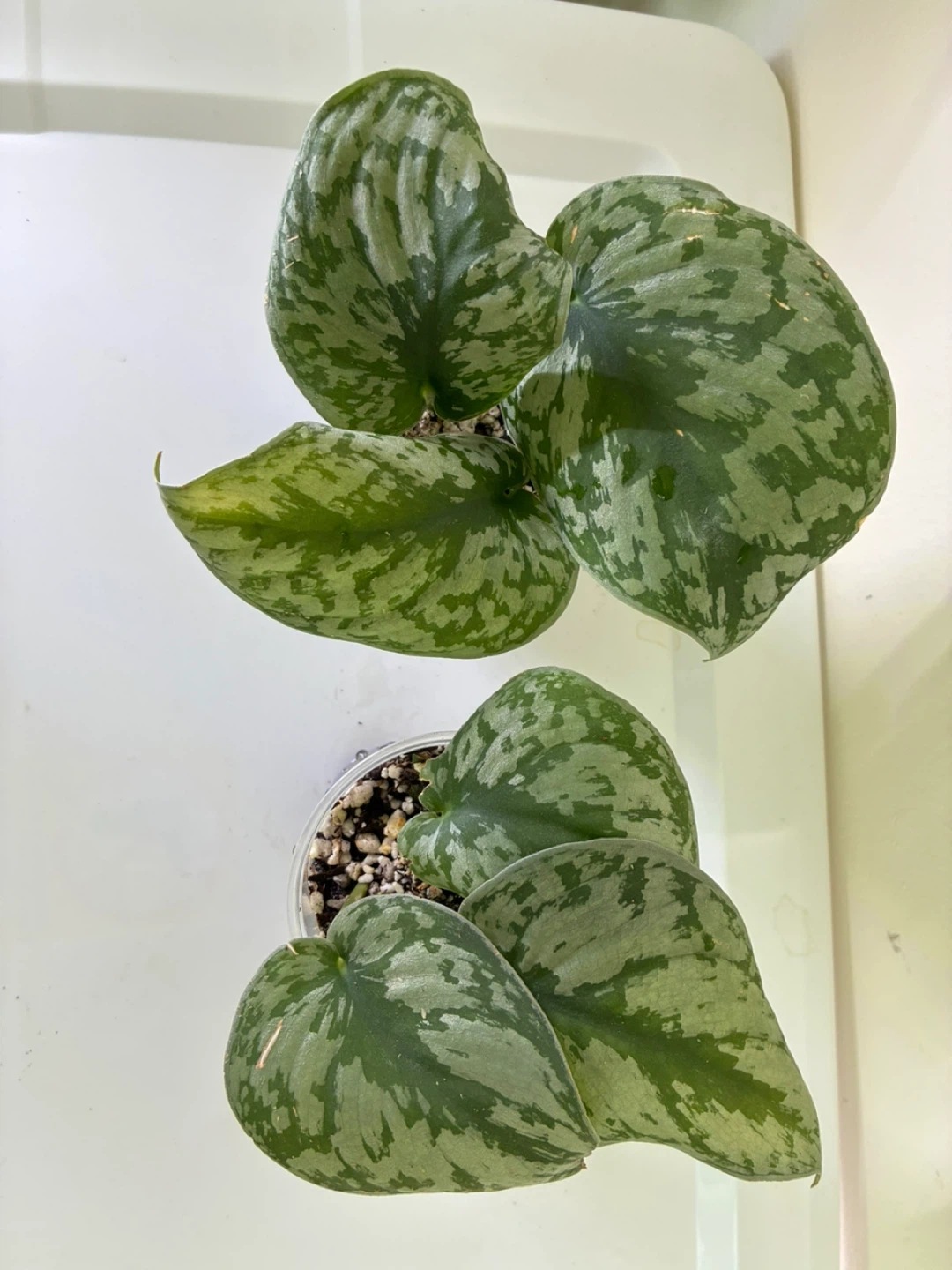 Silver Pothos Cuttings (2) - photo 2