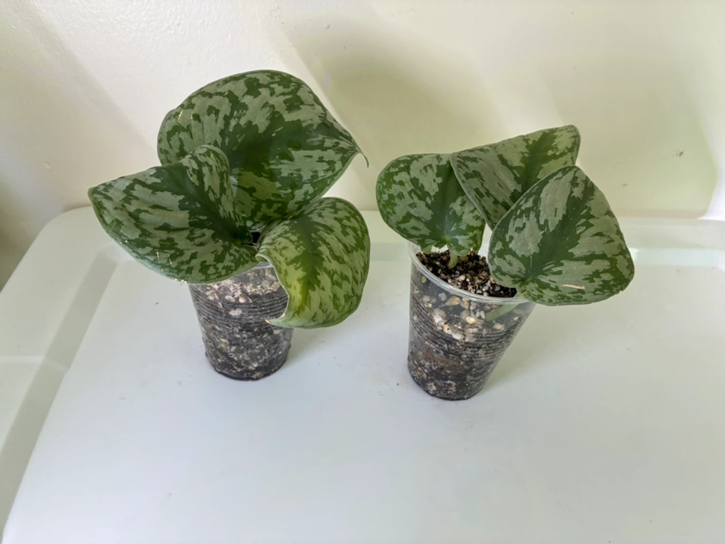 Silver Pothos Cuttings (2)
