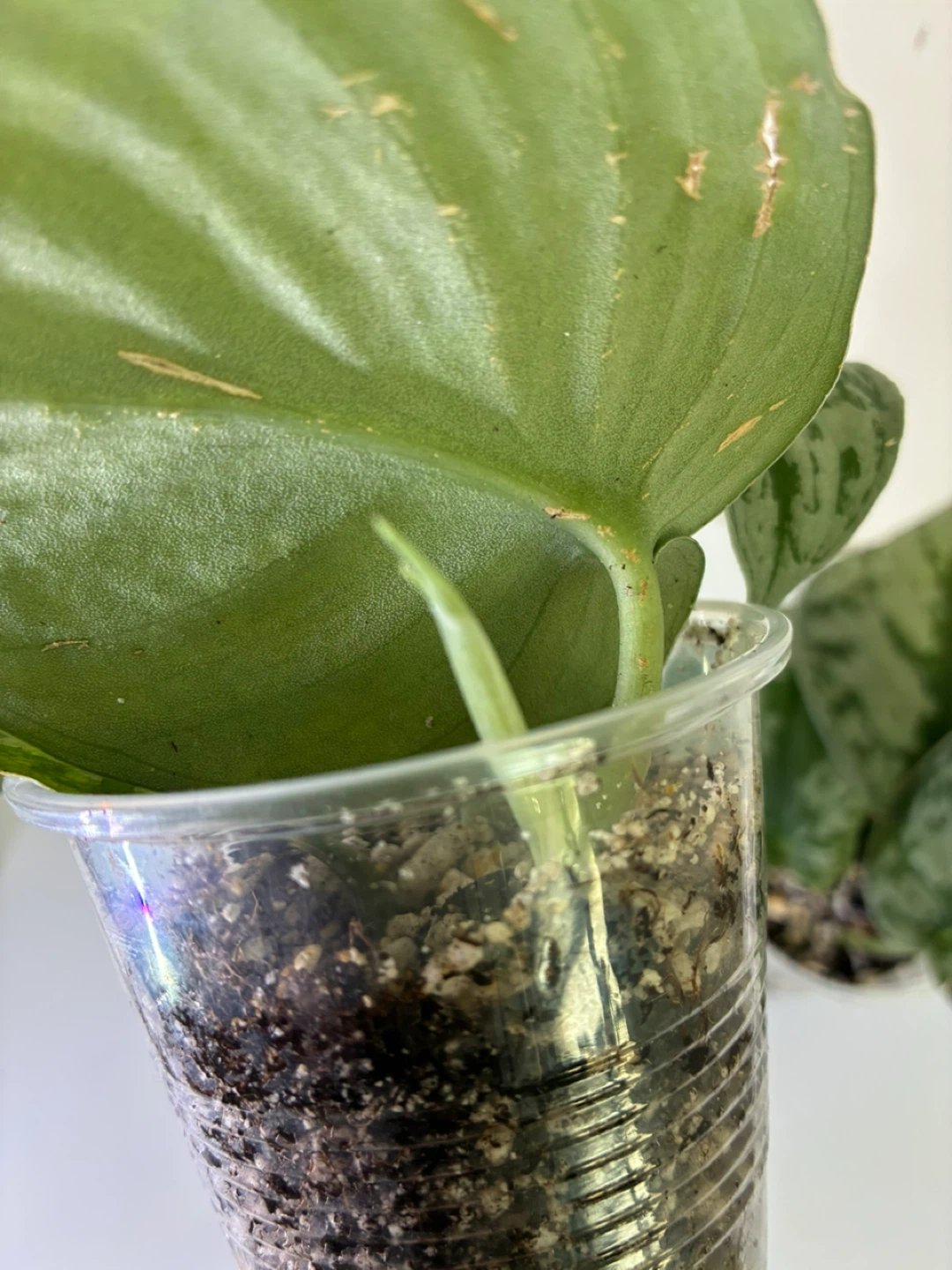 Silver Pothos Cuttings (2) - photo 3