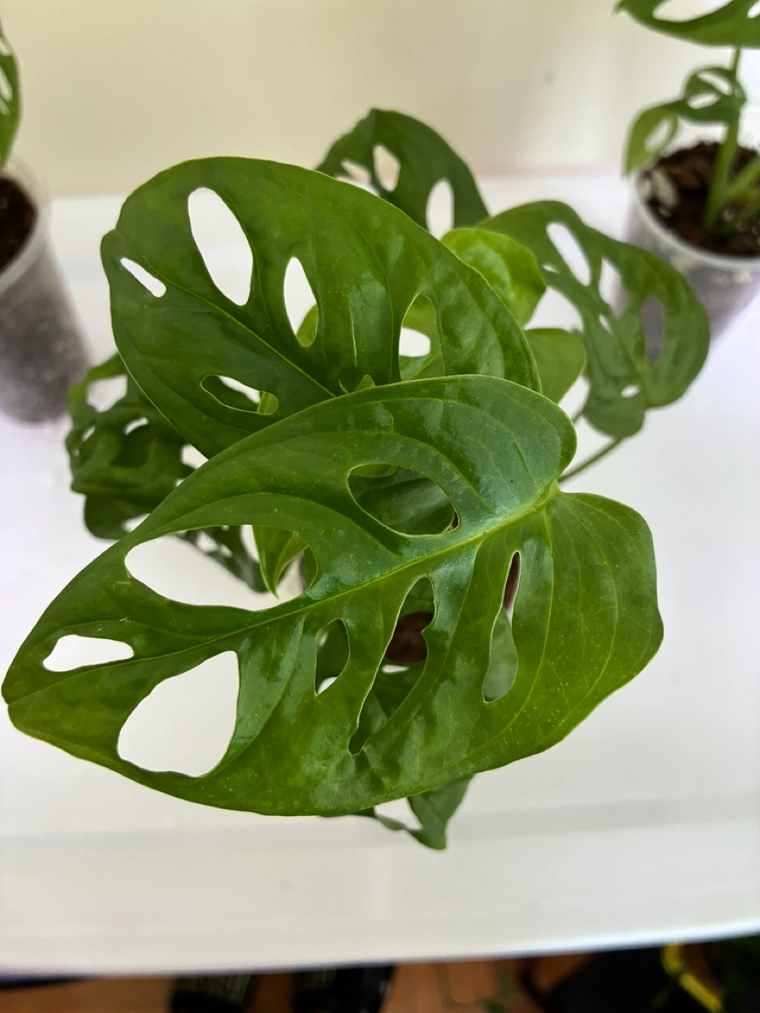 Monstera Adansonii Plant - photo 2