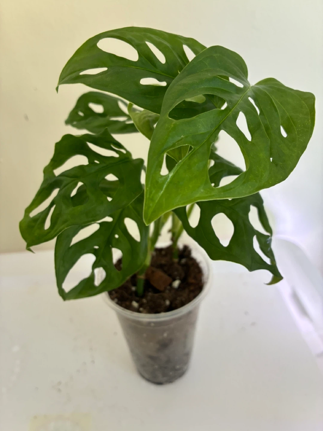 Monstera Adansonii Plant