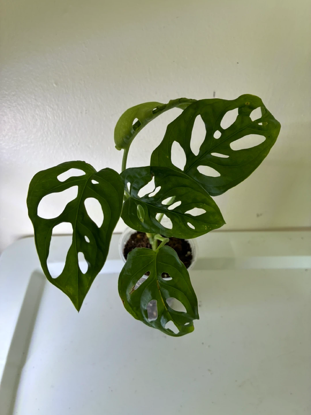 Monstera Adansonii Plant