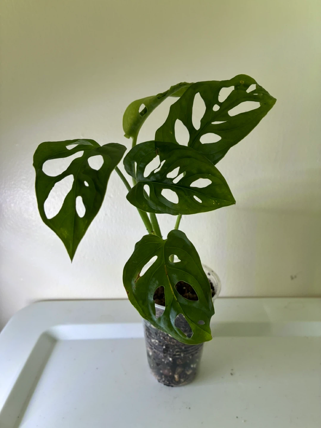 Monstera Adansonii Plant - photo 2