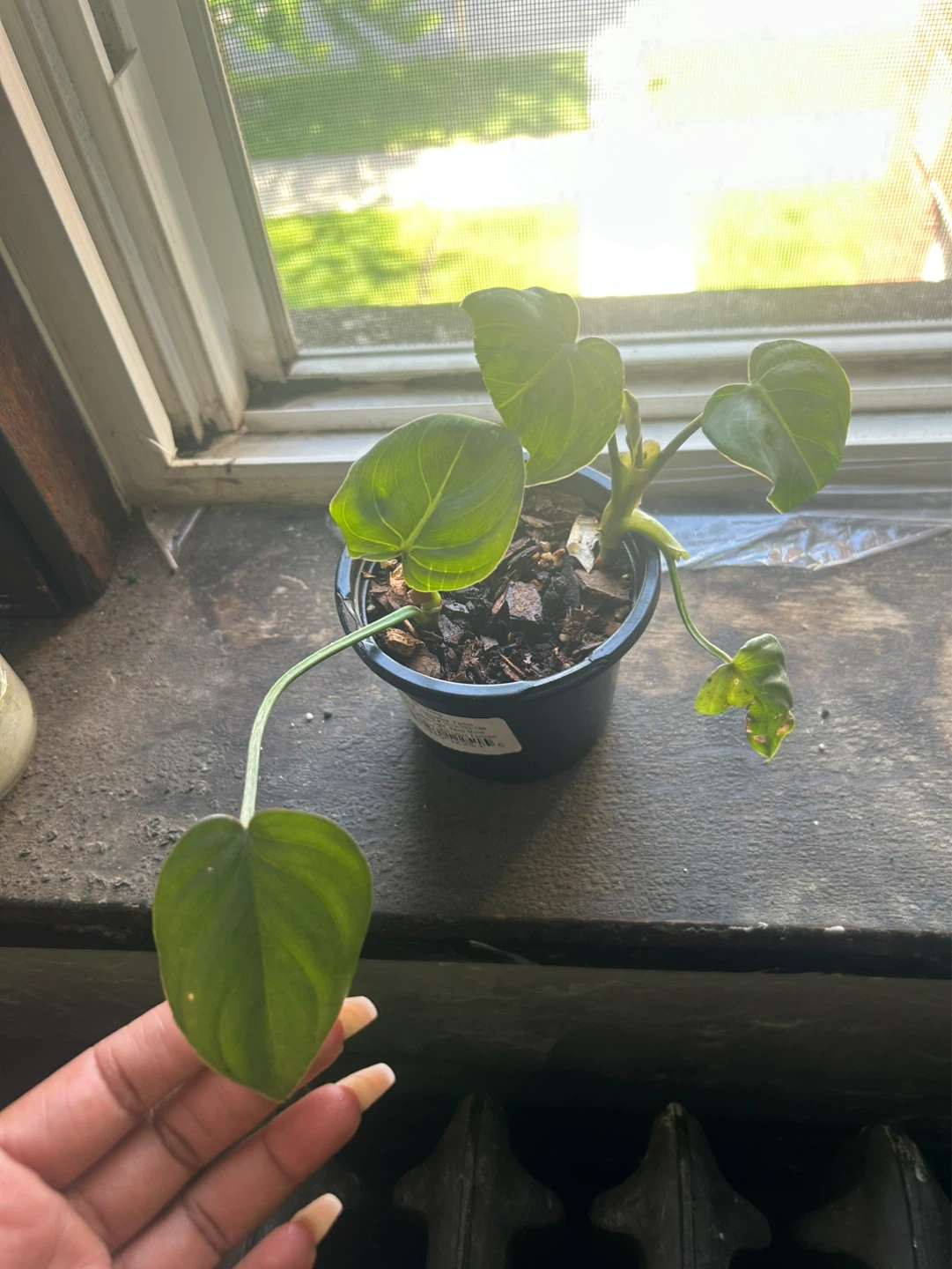 Philodendron Gloriosum Plant cutting
