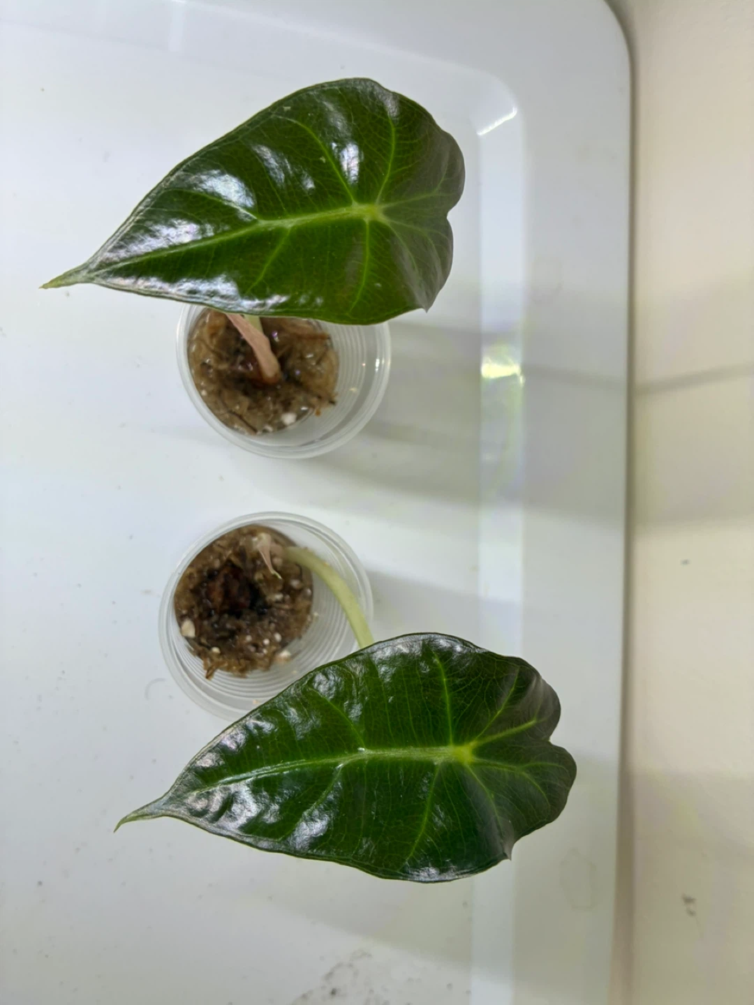 Alocasia Polly Plantlings (2)