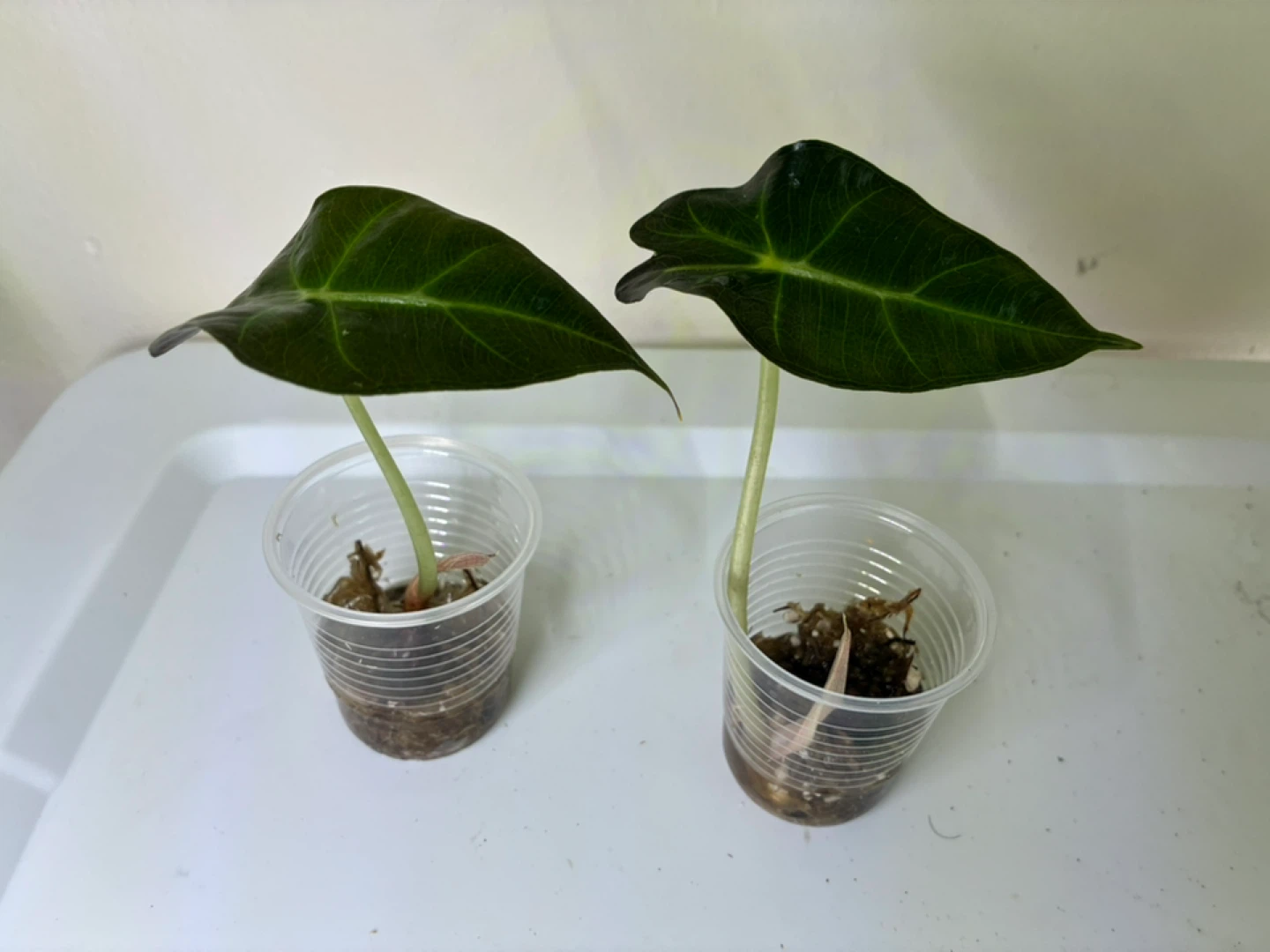 Alocasia Polly Plantlings (2) - photo 2