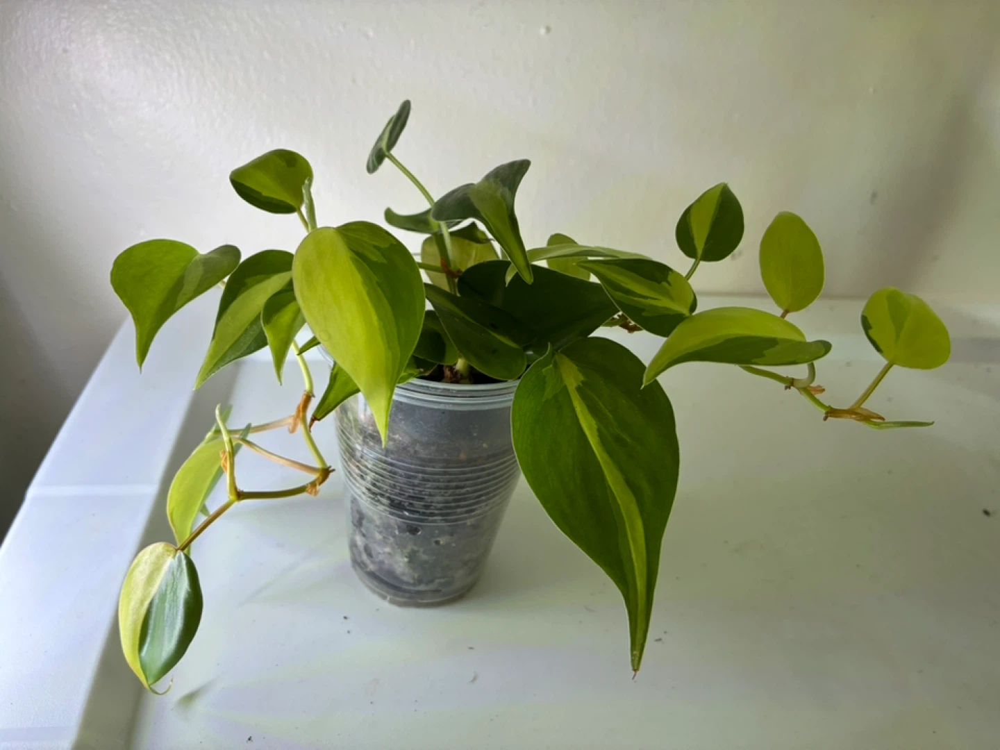 Heartleaf Philodendron Plant - photo 2