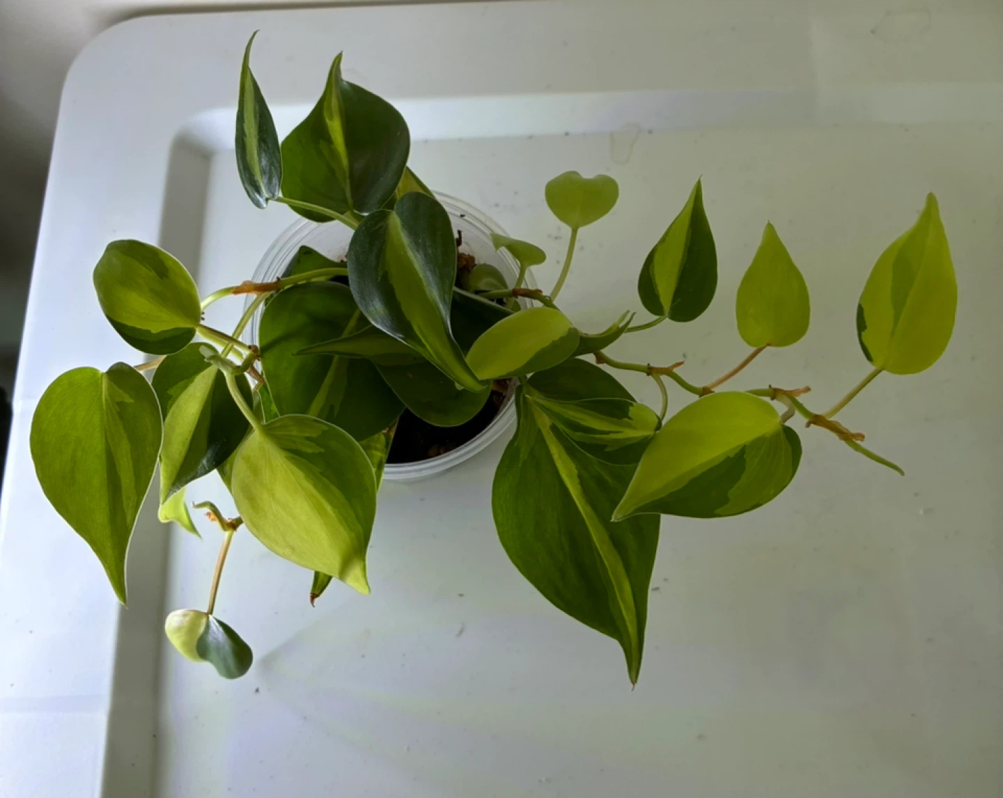 Heartleaf Philodendron Plant