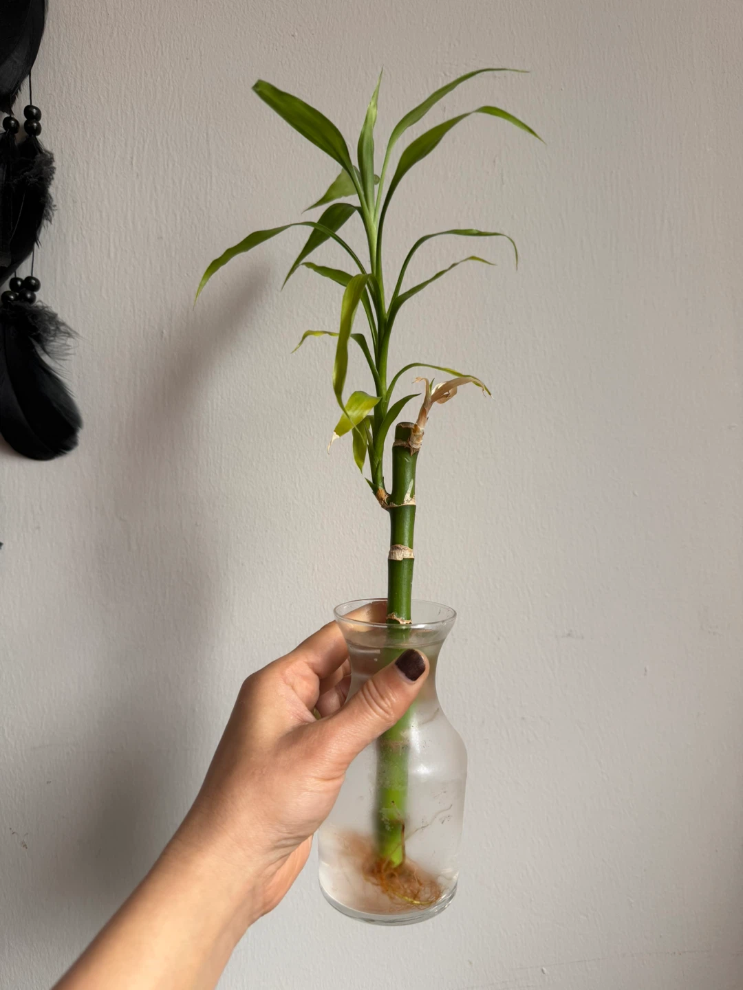 Lucky Bamboo Plant in Glass Vase