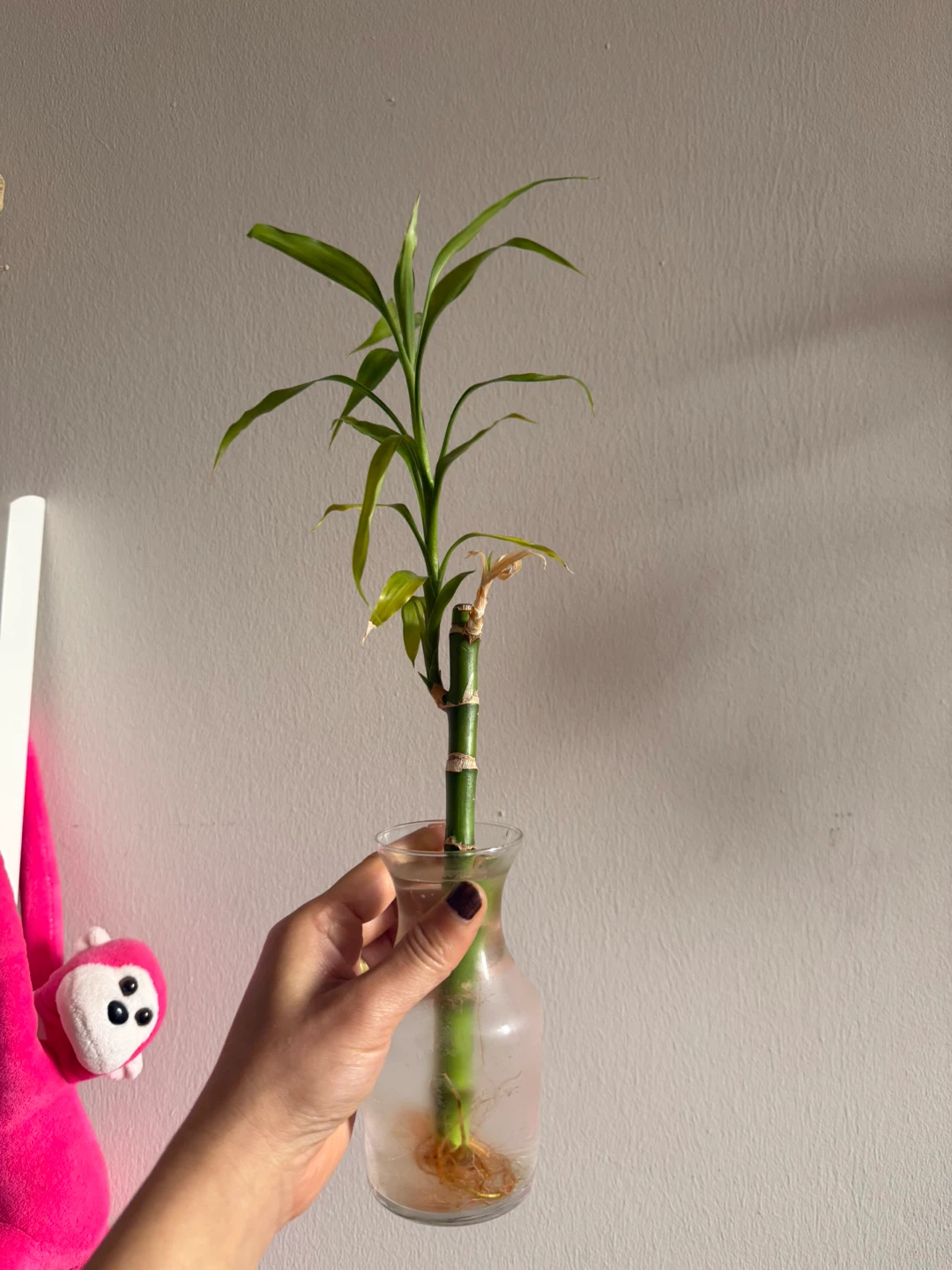Lucky Bamboo Plant in Glass Vase - photo 3