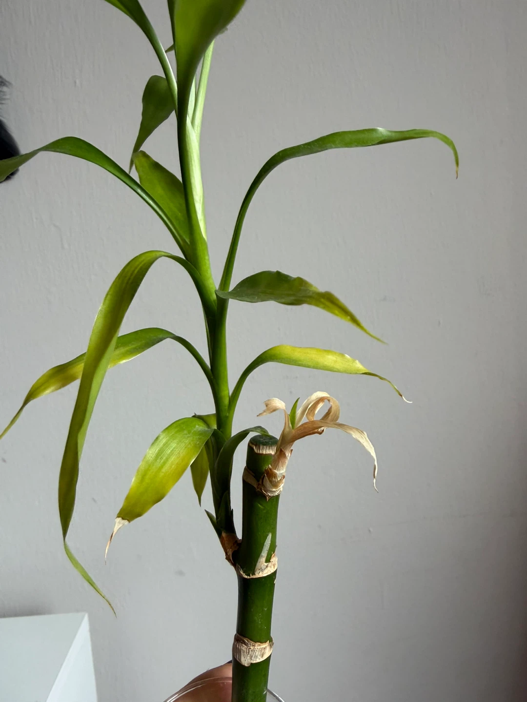 Lucky Bamboo Plant in Glass Vase - photo 2