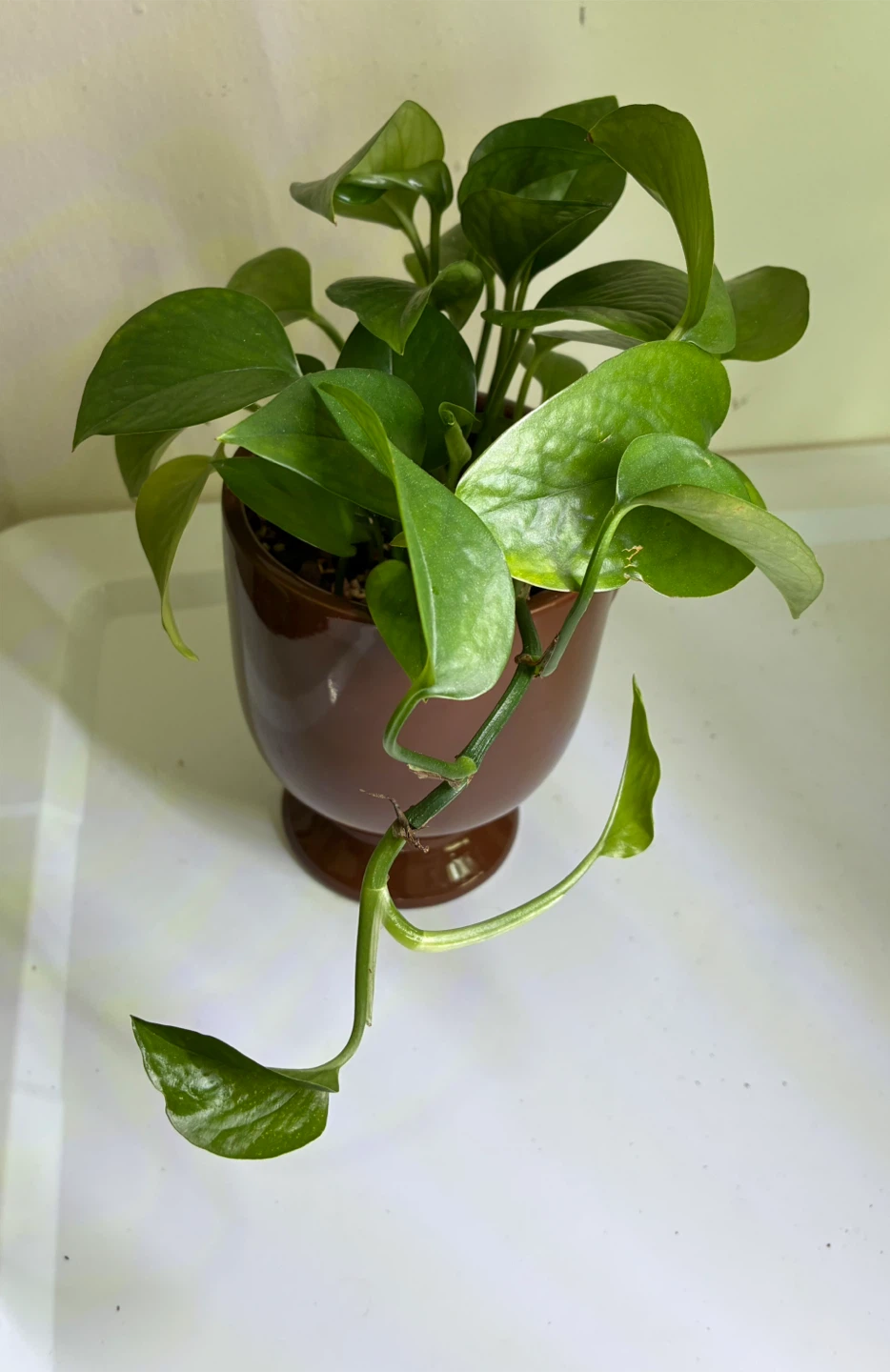 Jade Pothos Plant in Face Pot - photo 4