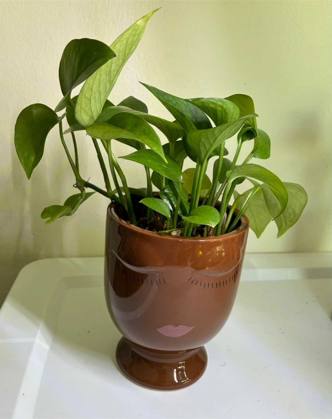 Jade Pothos Plant in Face Pot