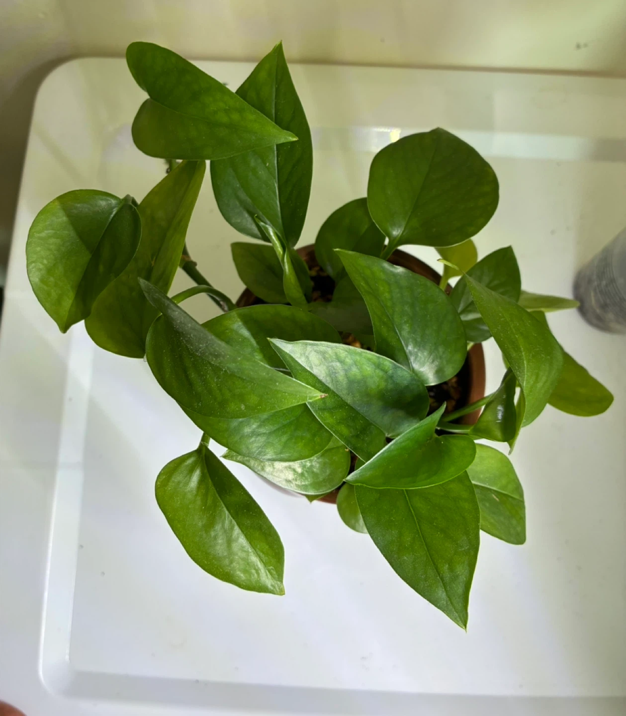 Jade Pothos Plant in Face Pot - photo 3