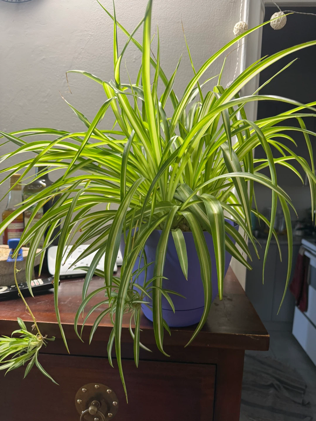 Spider Plant