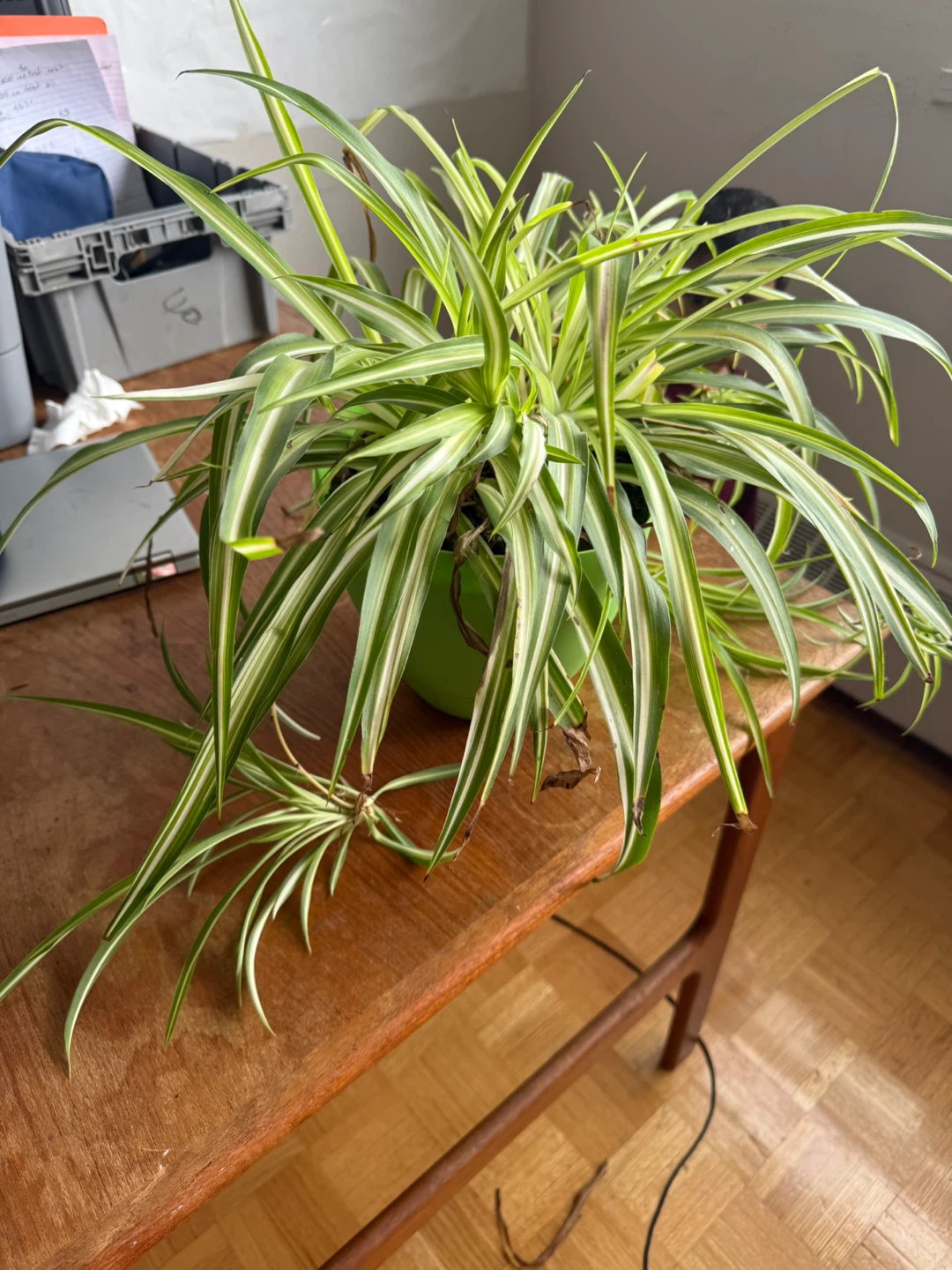 Spider Plant - photo 2