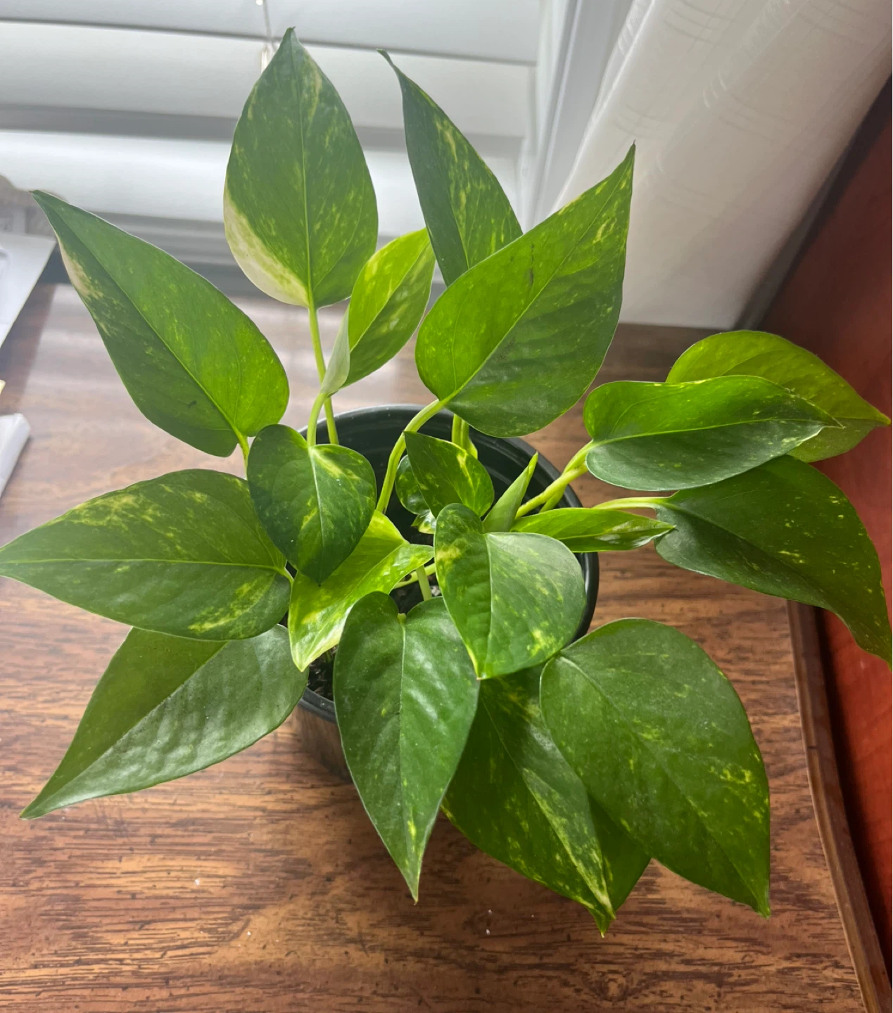 Pothos Plant in Black Pot
