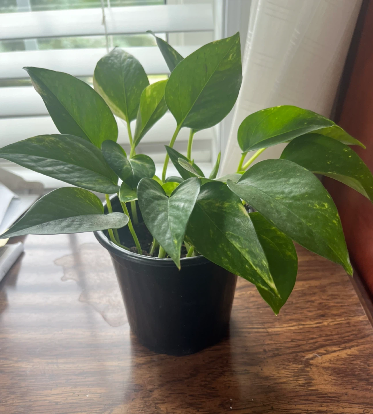 Pothos Plant in Black Pot - photo 2