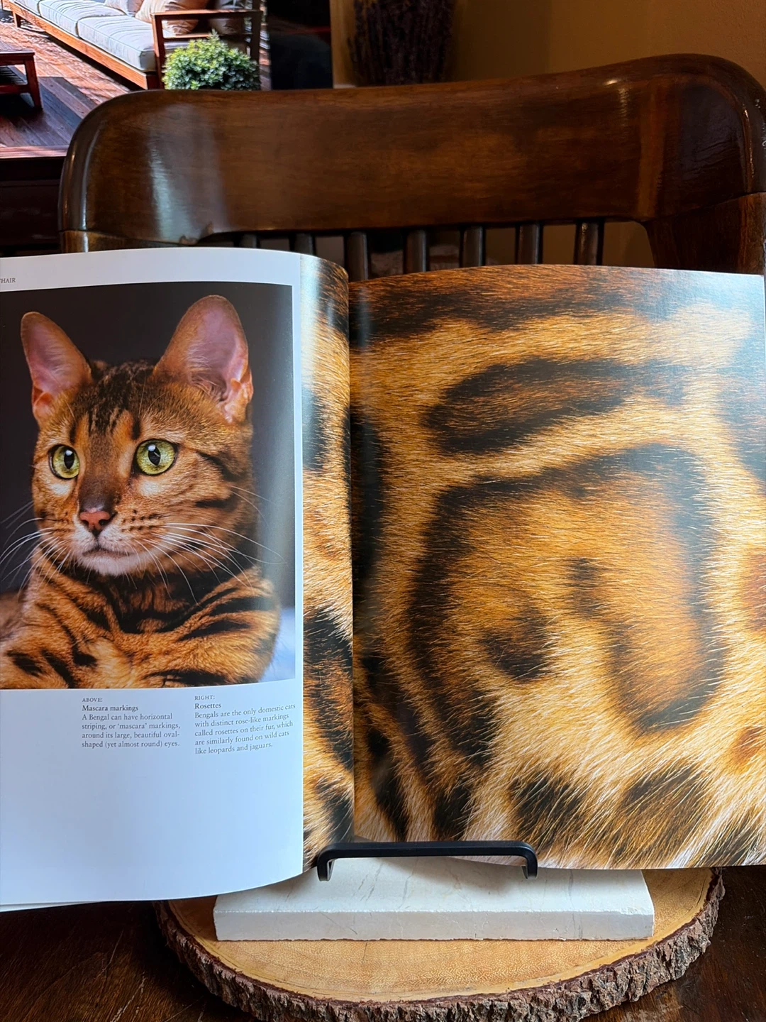 Encyclopedia of Cats Huge Softcover Book - photo 4