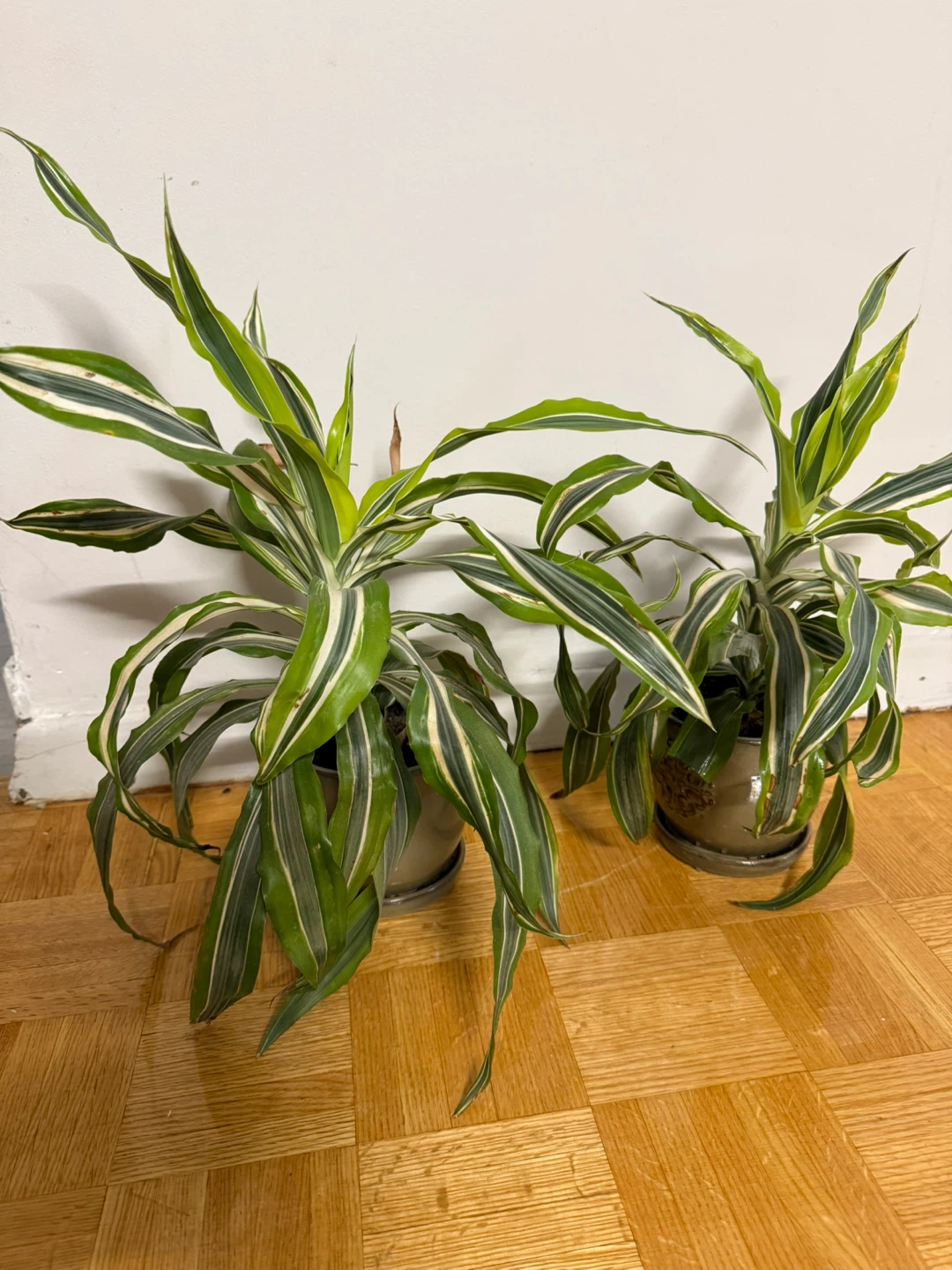 Two Potted Corn Plant (Dracaena fragrans)