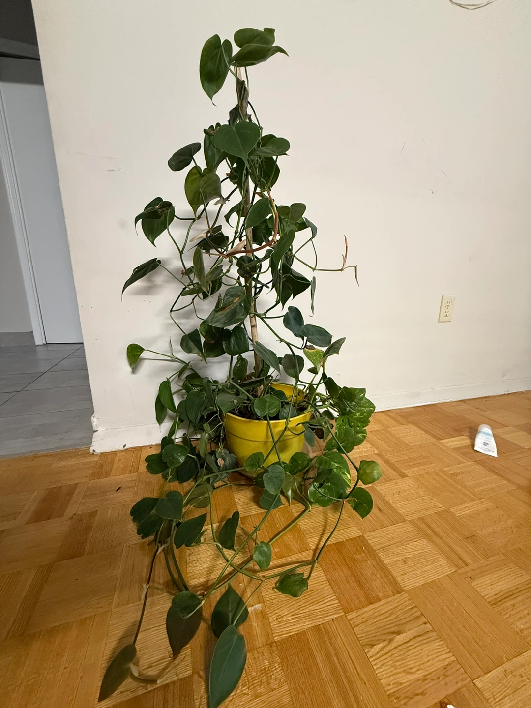 Large Pothos Plant in Yellow Pot
