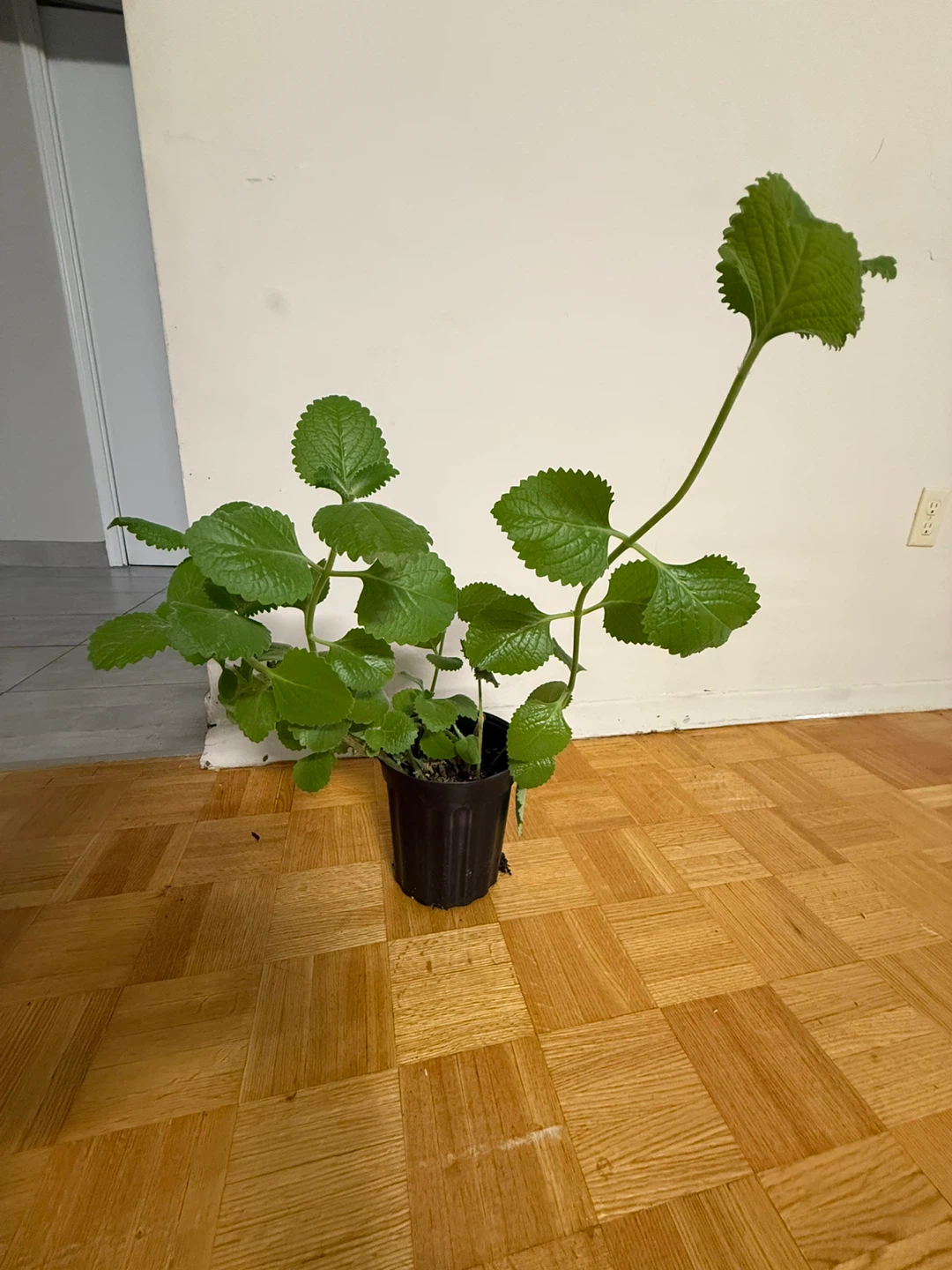 Potted Mexican mint Plant