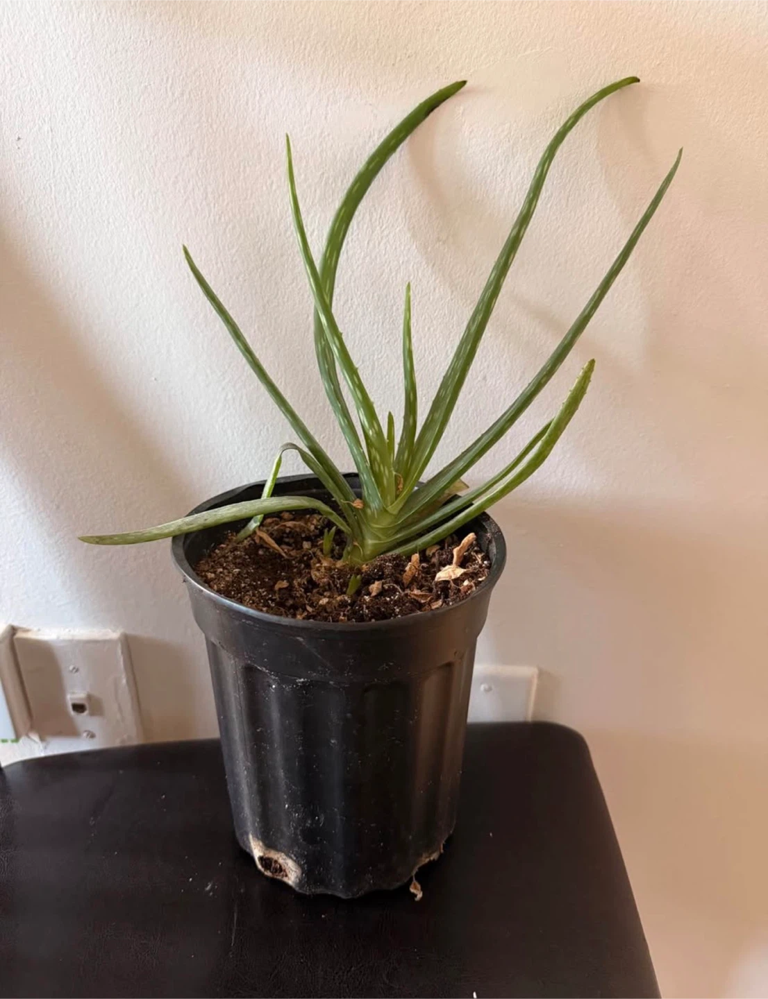 Aloe Vera Plant in Black Pot