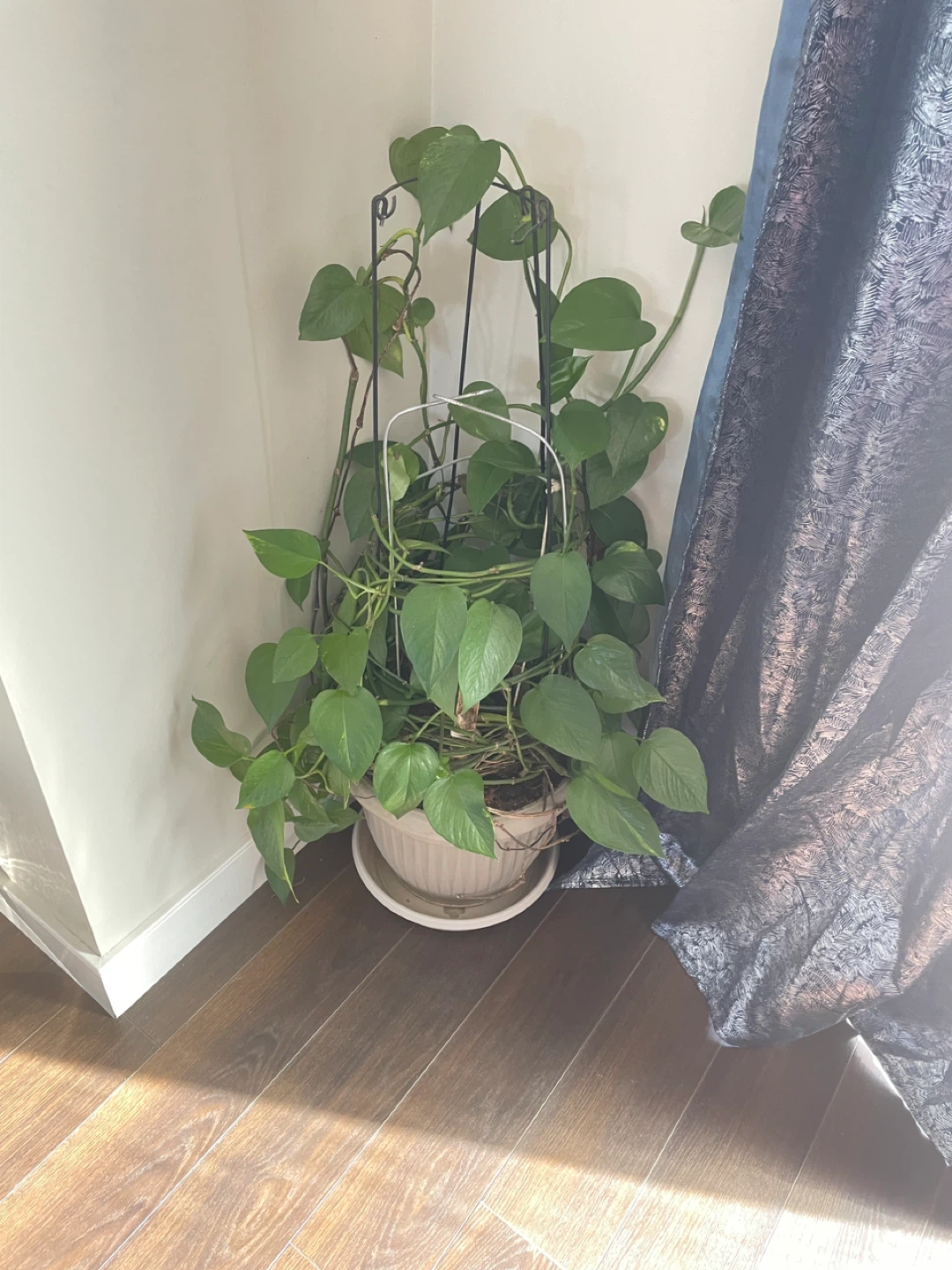 Pothos Plant with Trellis