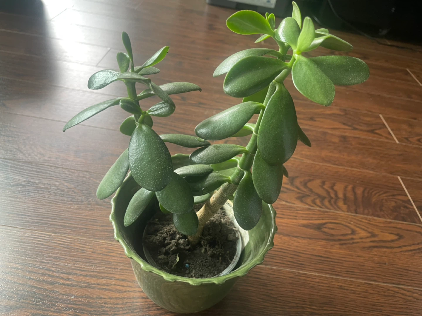Jade Plant in Green Pot - photo 3