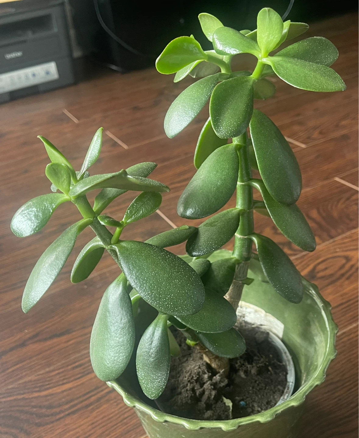 Jade Plant in Green Pot - photo 4
