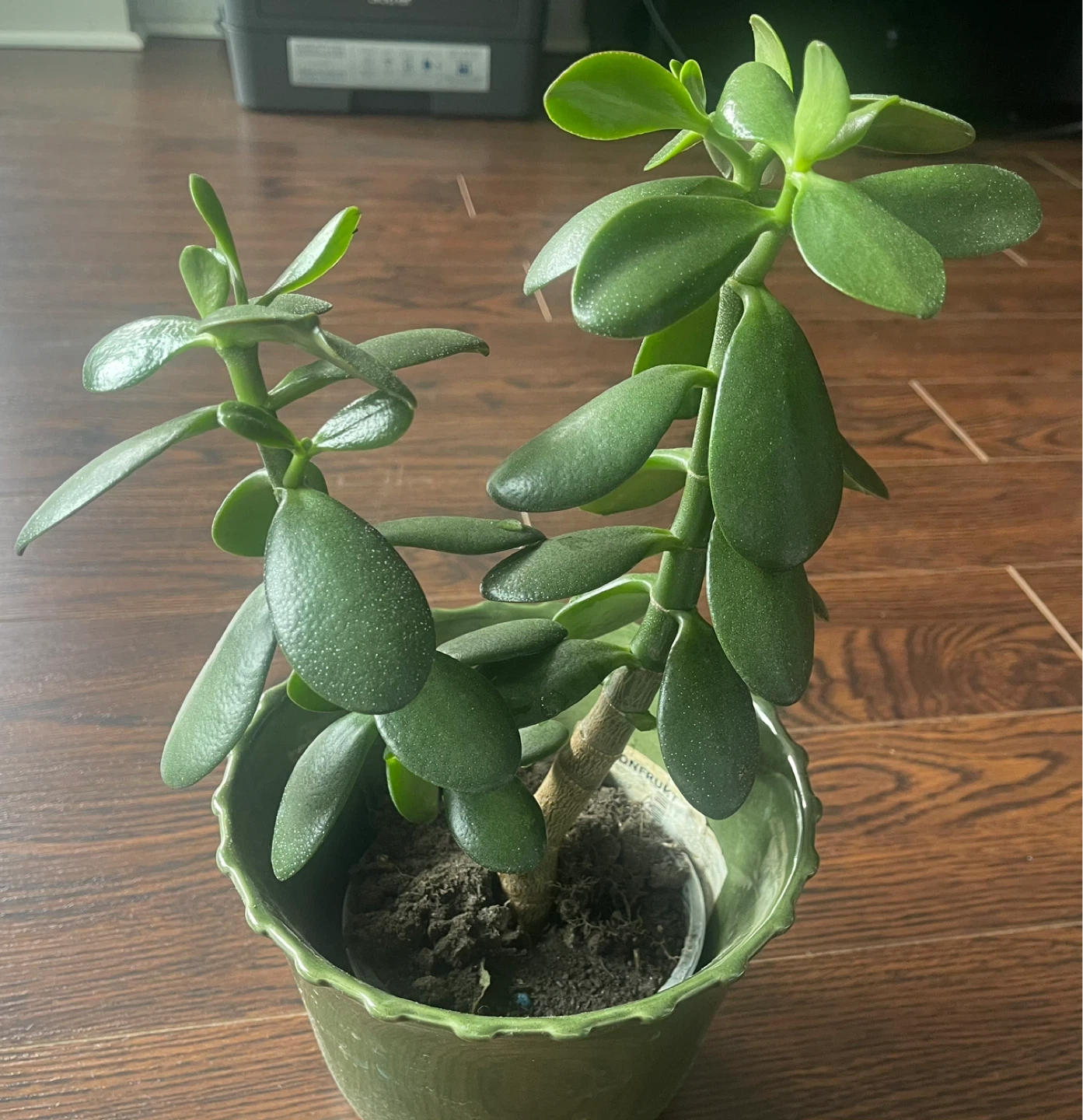 Jade Plant in Green Pot