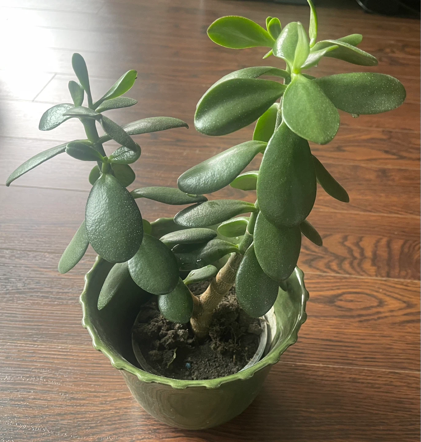 Jade Plant in Green Pot - photo 2
