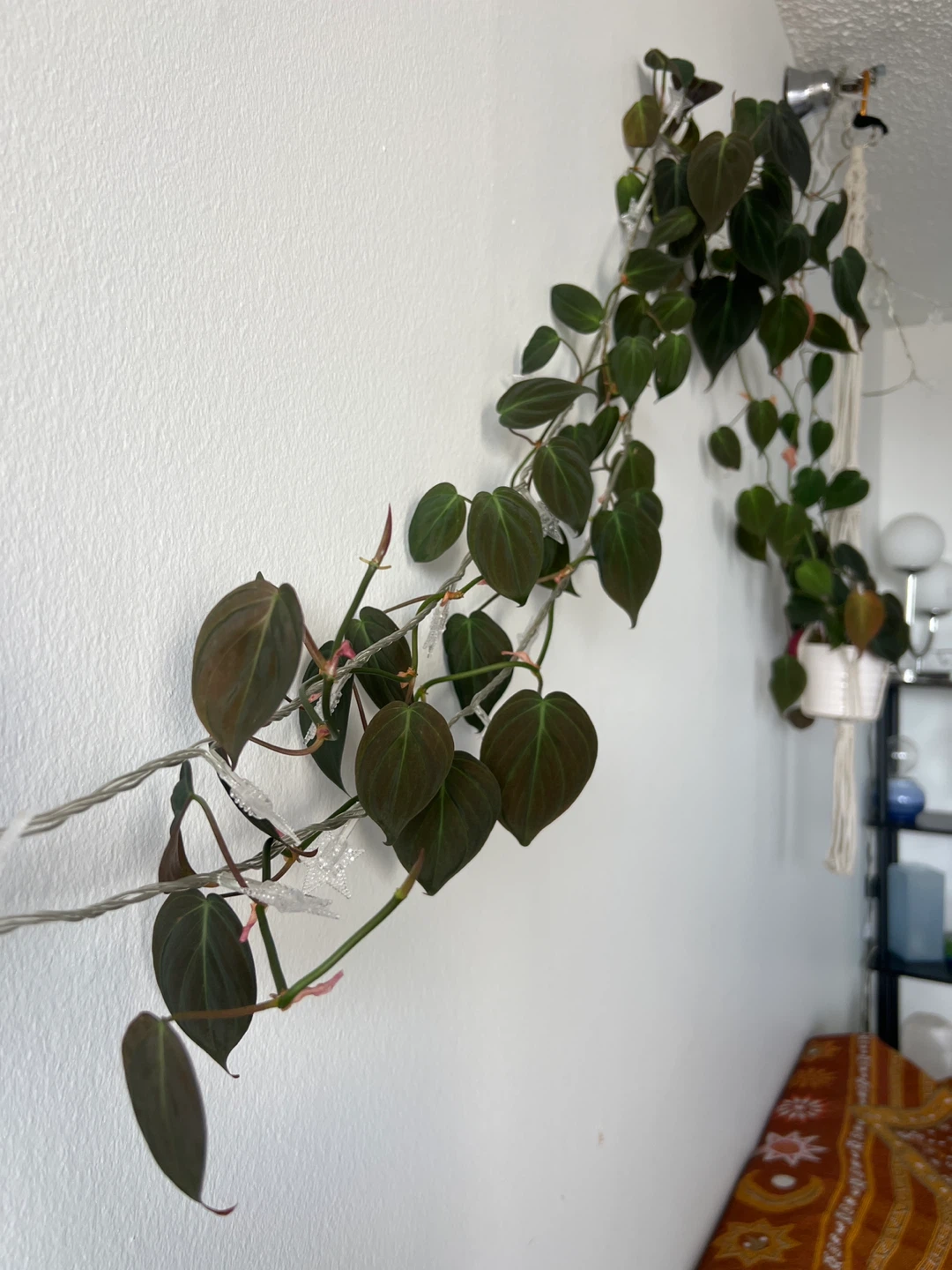 Heartleaf Philodendron Plant - photo 4