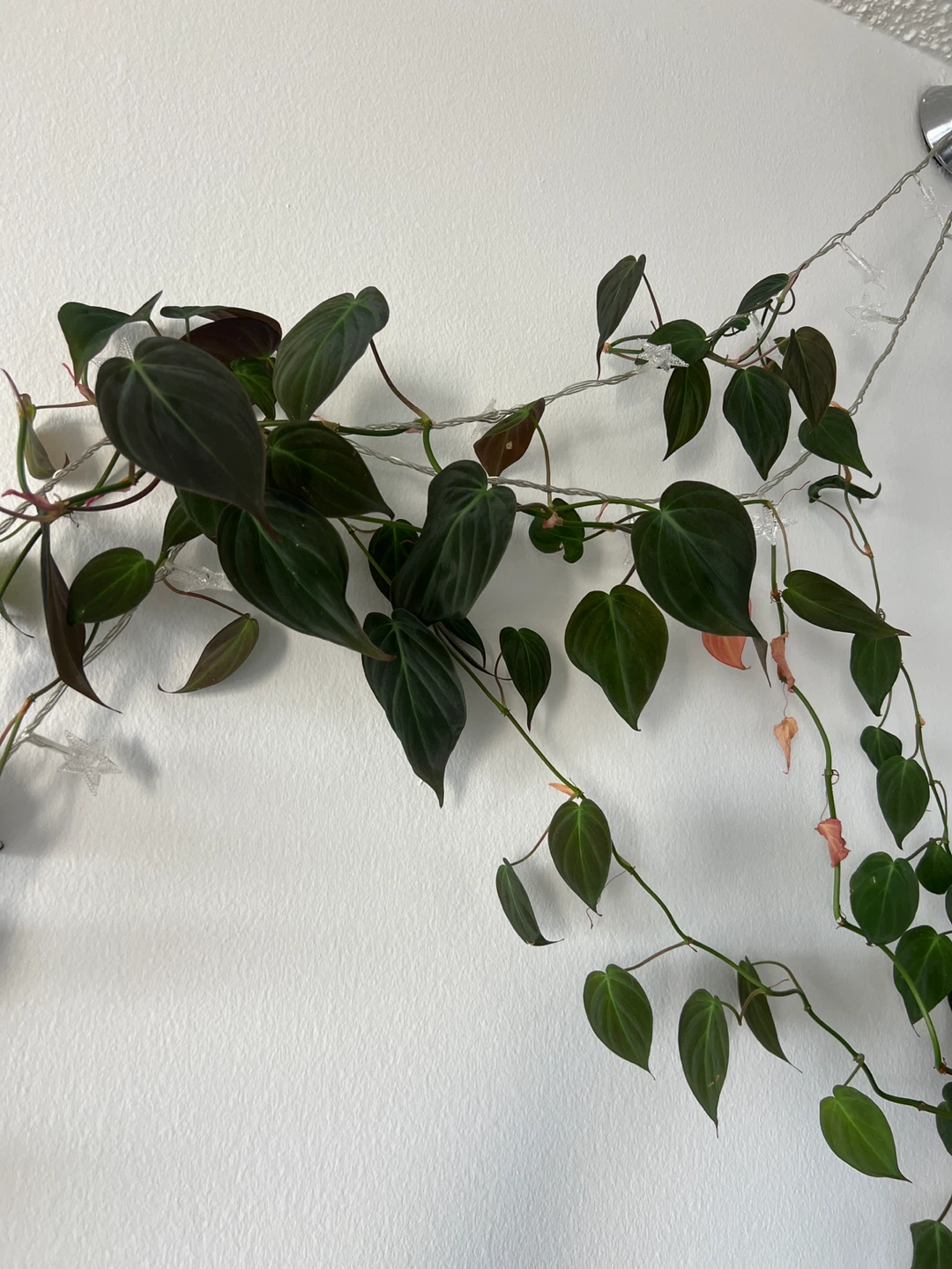 Heartleaf Philodendron Plant - photo 3