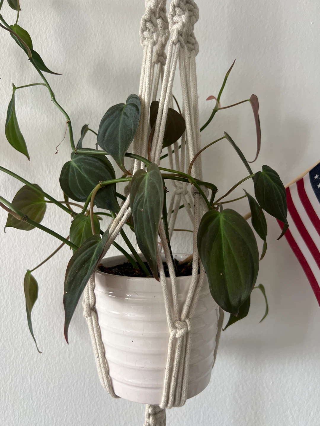 Heartleaf Philodendron Plant - photo 2