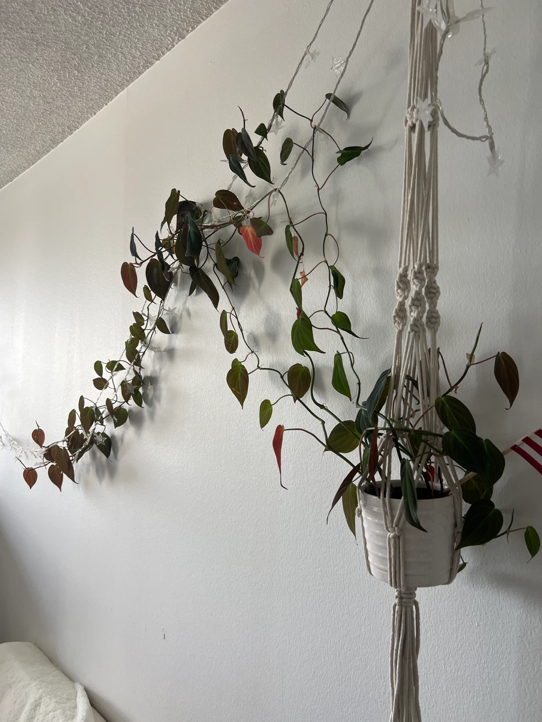 Heartleaf Philodendron Plant