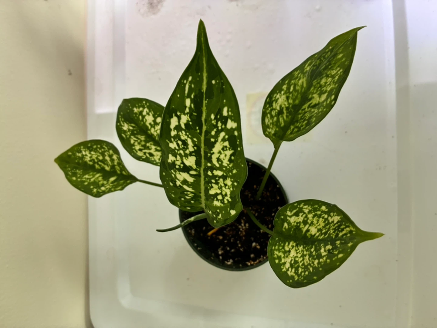 Aglaonema (Snow white) Plant