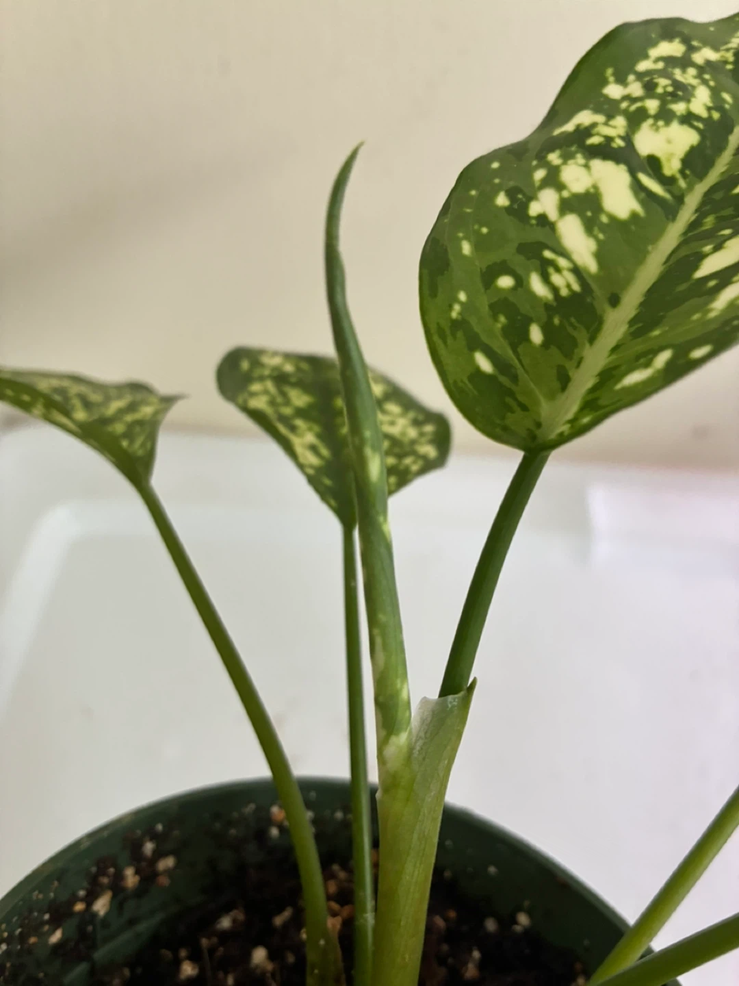 Aglaonema (Snow white) Plant - photo 3