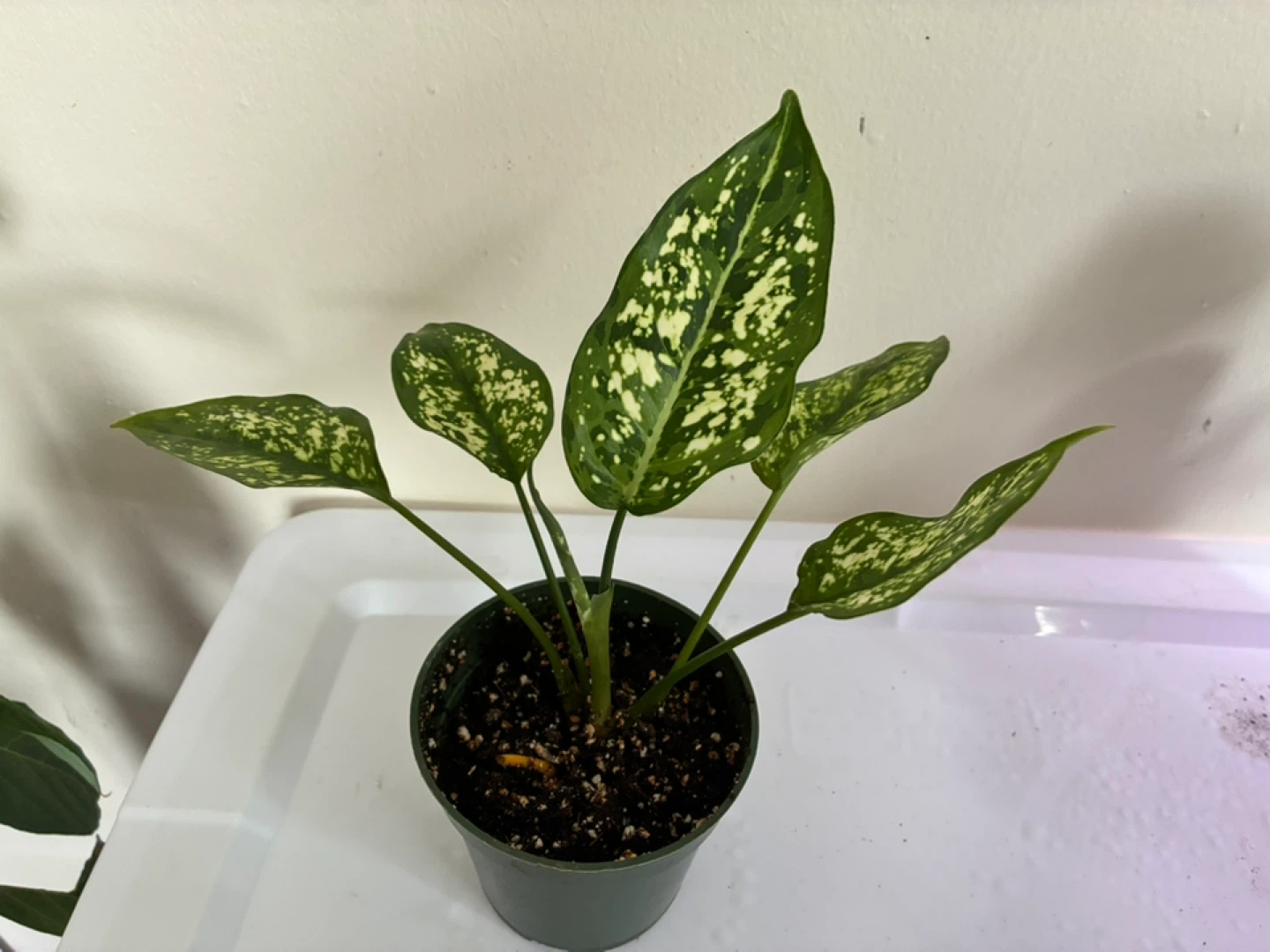 Aglaonema (Snow white) Plant - photo 2