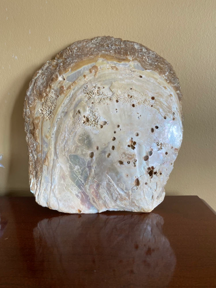 Genuine Large Mother of Pearl Shell Wall Art