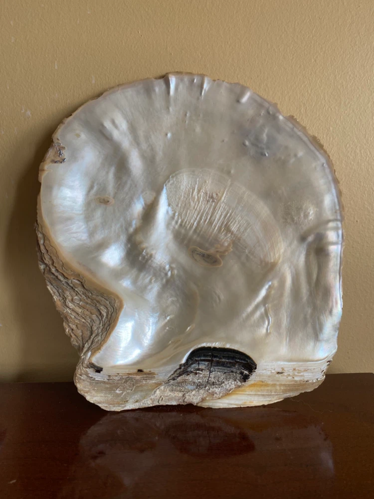 Genuine Large Mother of Pearl Shell Wall Art - photo 2
