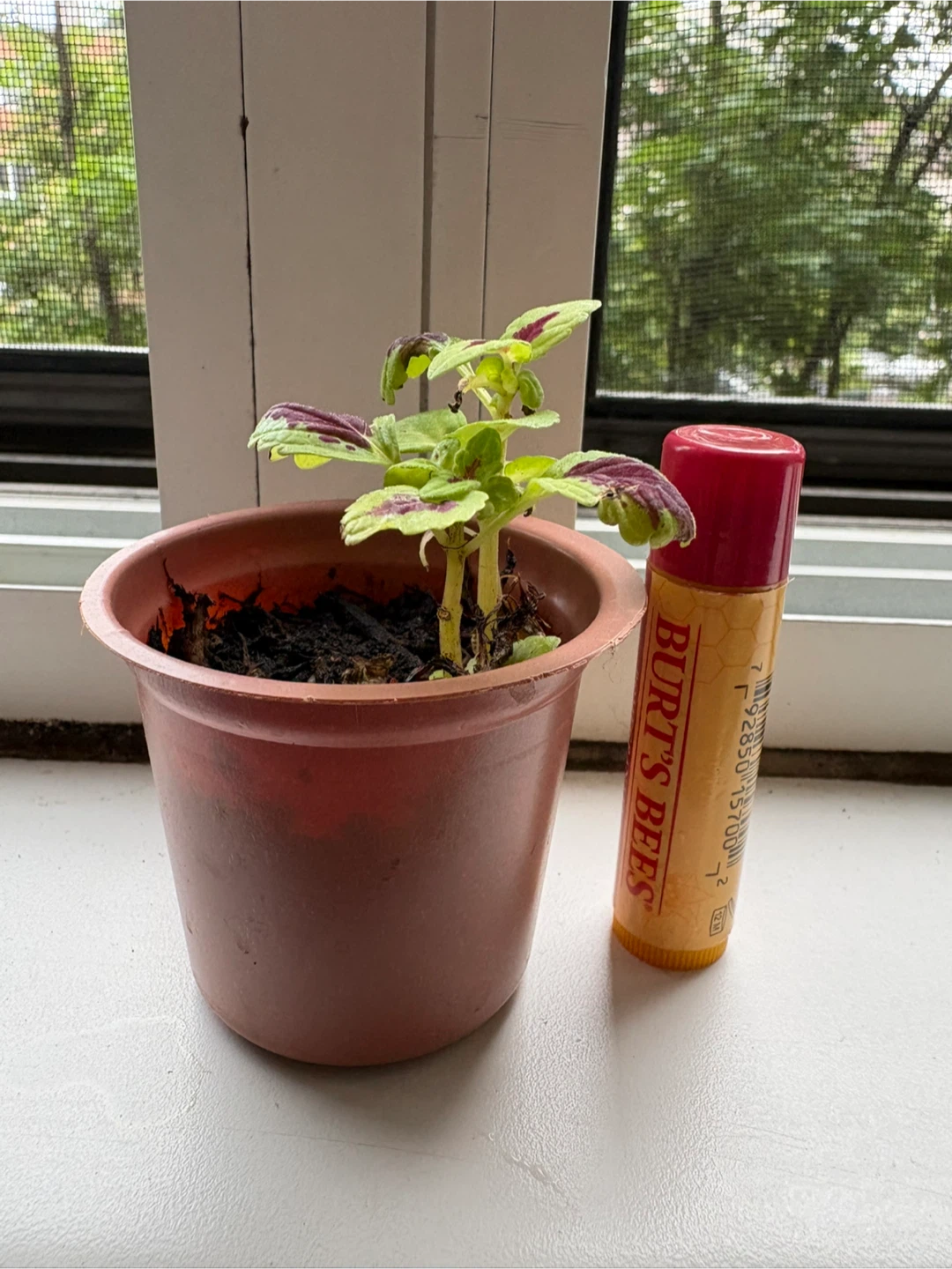 ⚽ Small Coleus Plant in a pot - photo 3