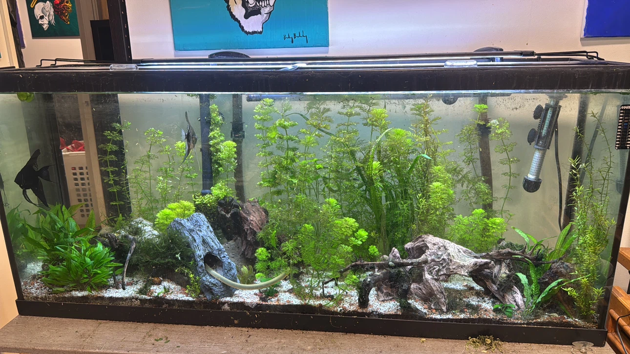 55 gallon aquarium with lid, lights and heater