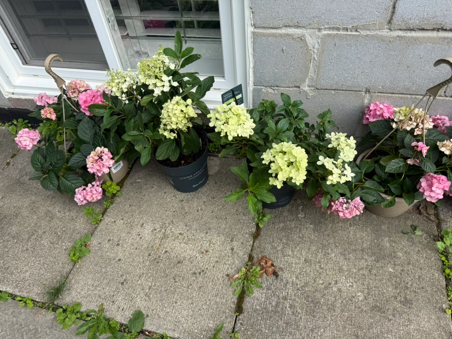 Assorted Hydrangea Plants