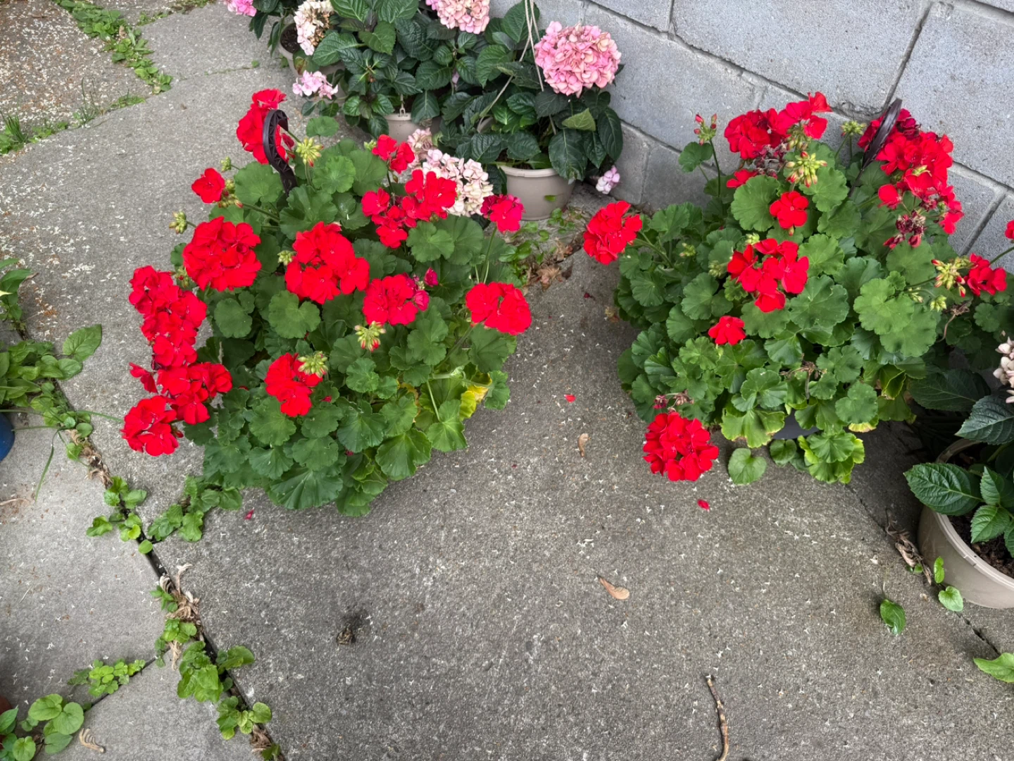 Potted Red Geraniums